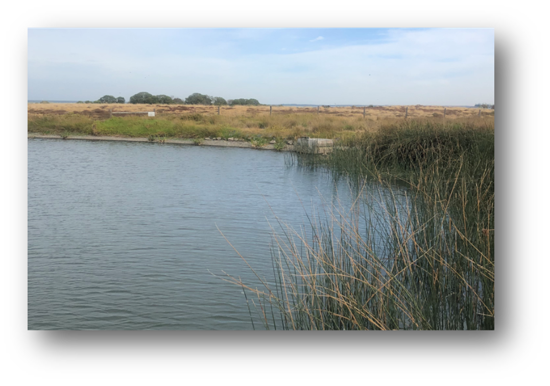 Williamstown Wetland  and GPT Audit